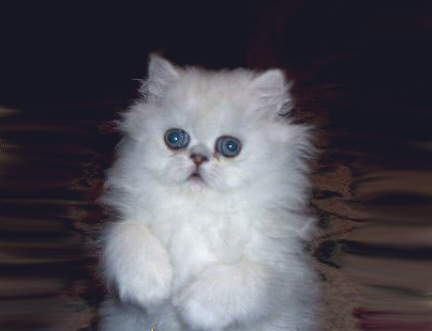 kitten